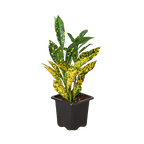 Croton 'Gold Dust' – view 2