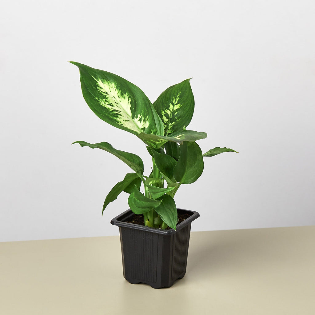 Dieffenbachia Camille – view 6