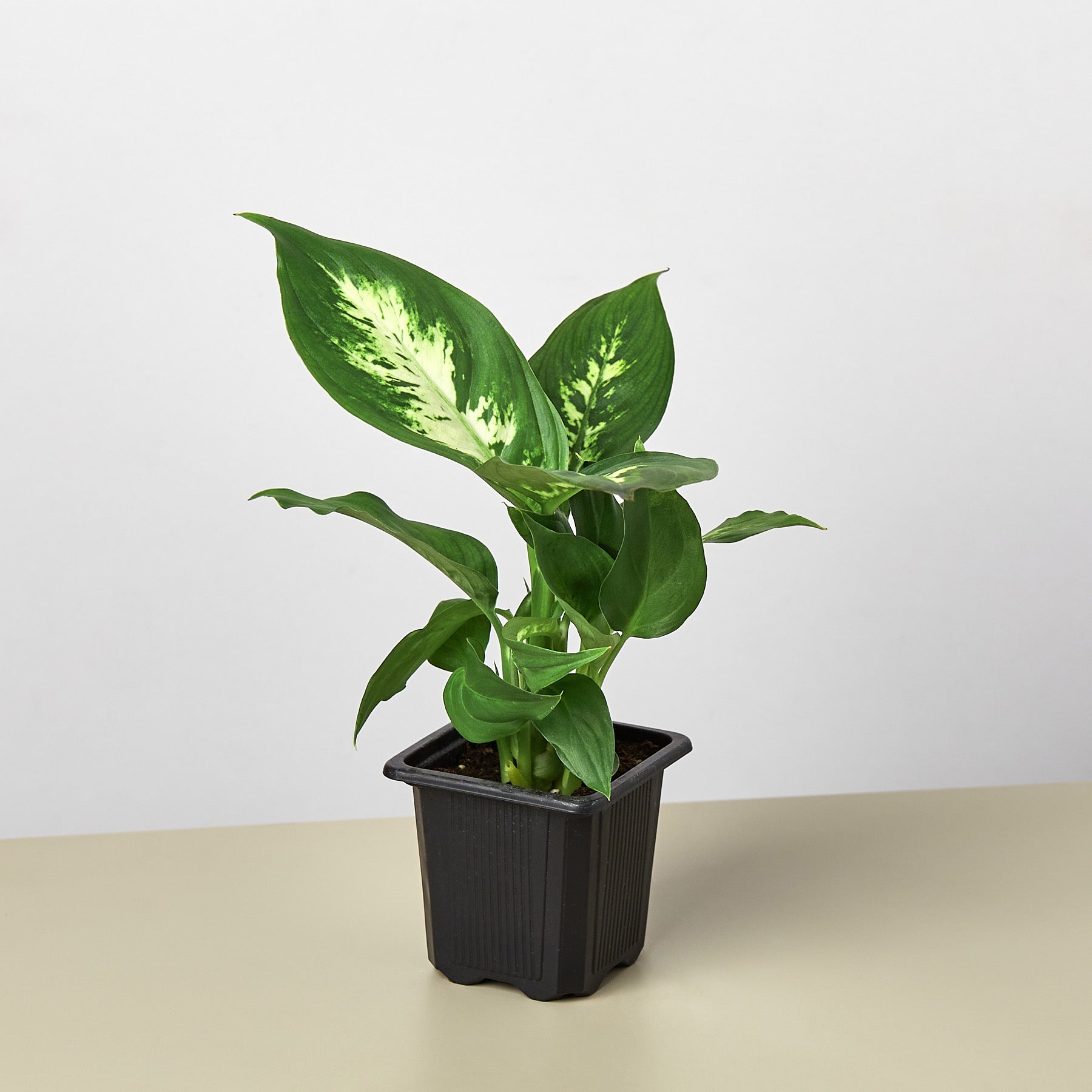 Dieffenbachia Camille – view 6