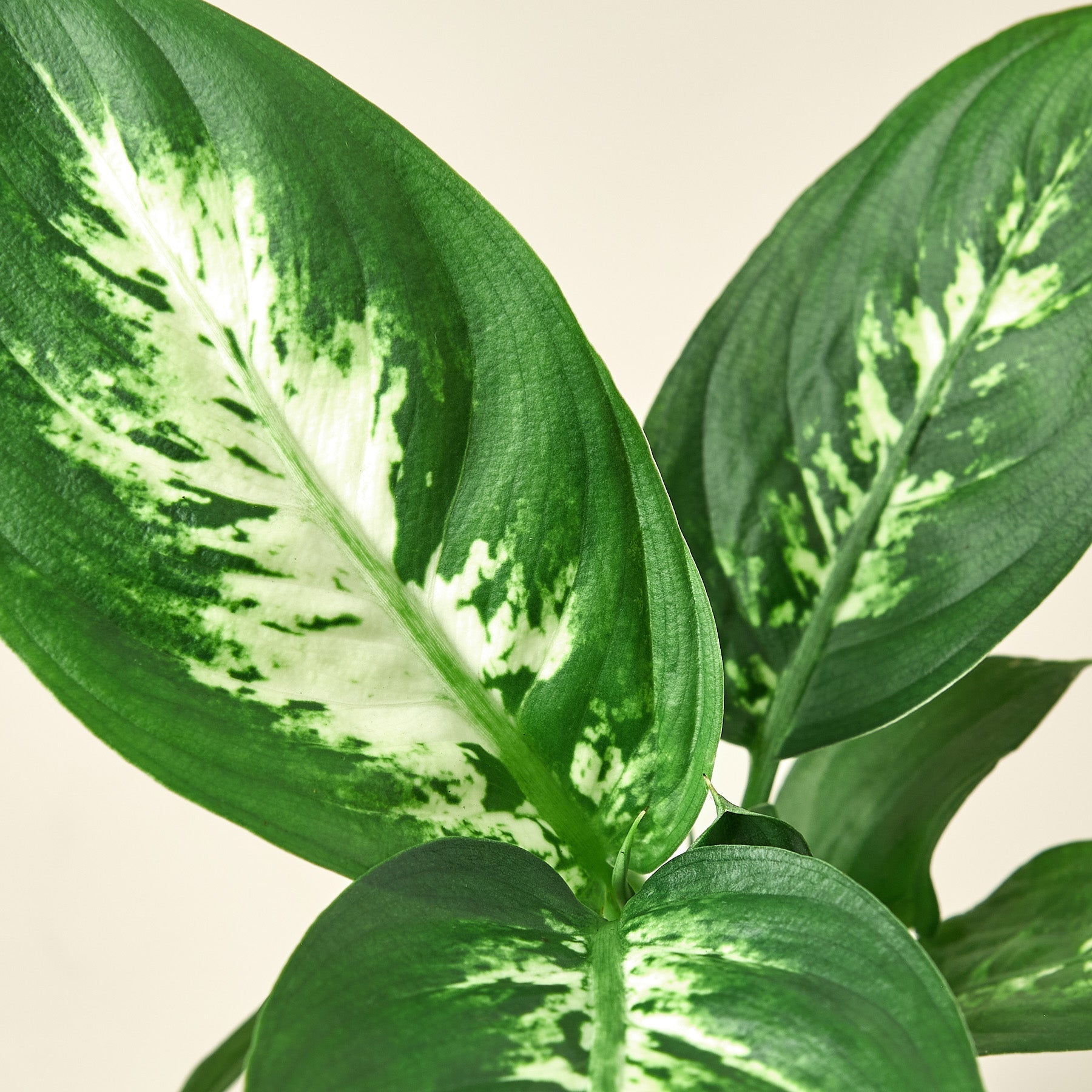 Dieffenbachia Camille – view 7