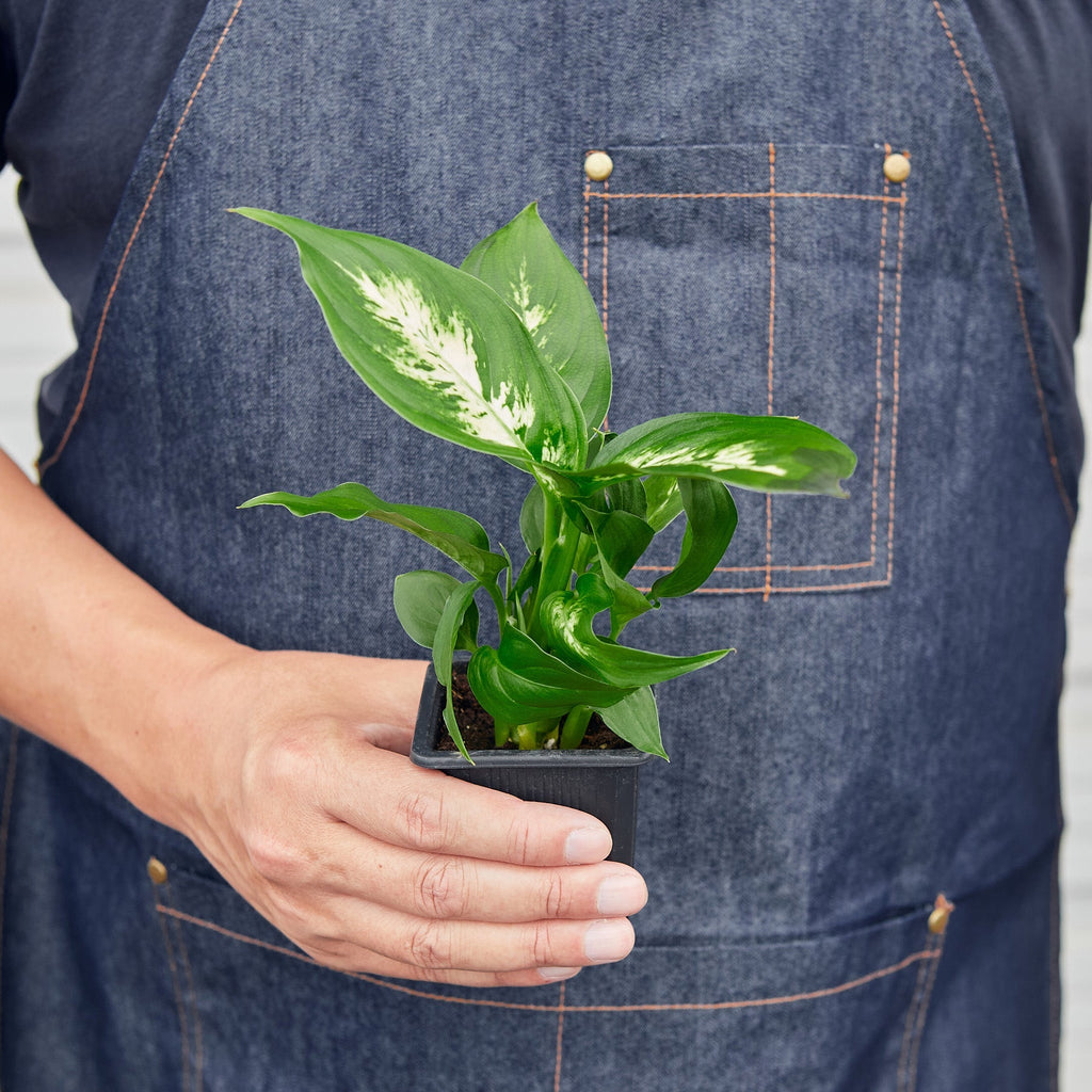 Dieffenbachia Camille – view 8
