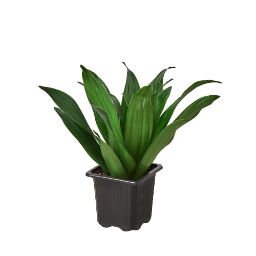 Dracaena 'Janet Craig' – view 4