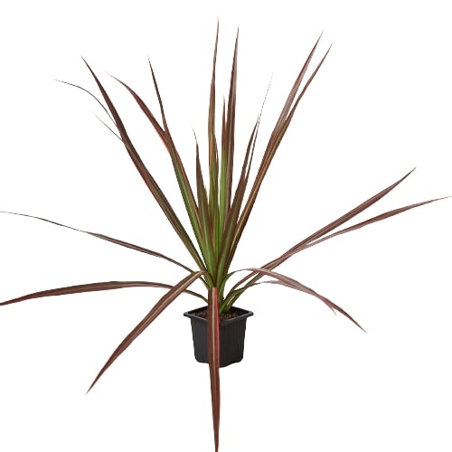 Dracaena 'Colorama' – view 3