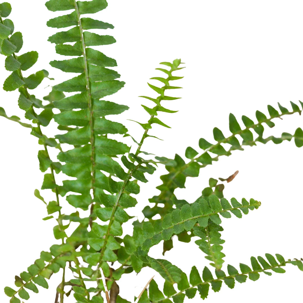 Jester's Crown Fern – view 2