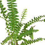 Jester's Crown Fern – view 2