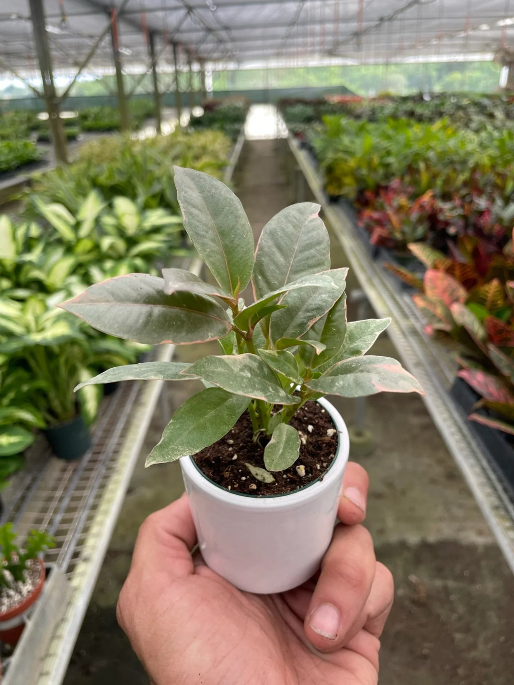 Ficus Elastica 'Tineke' – view 8