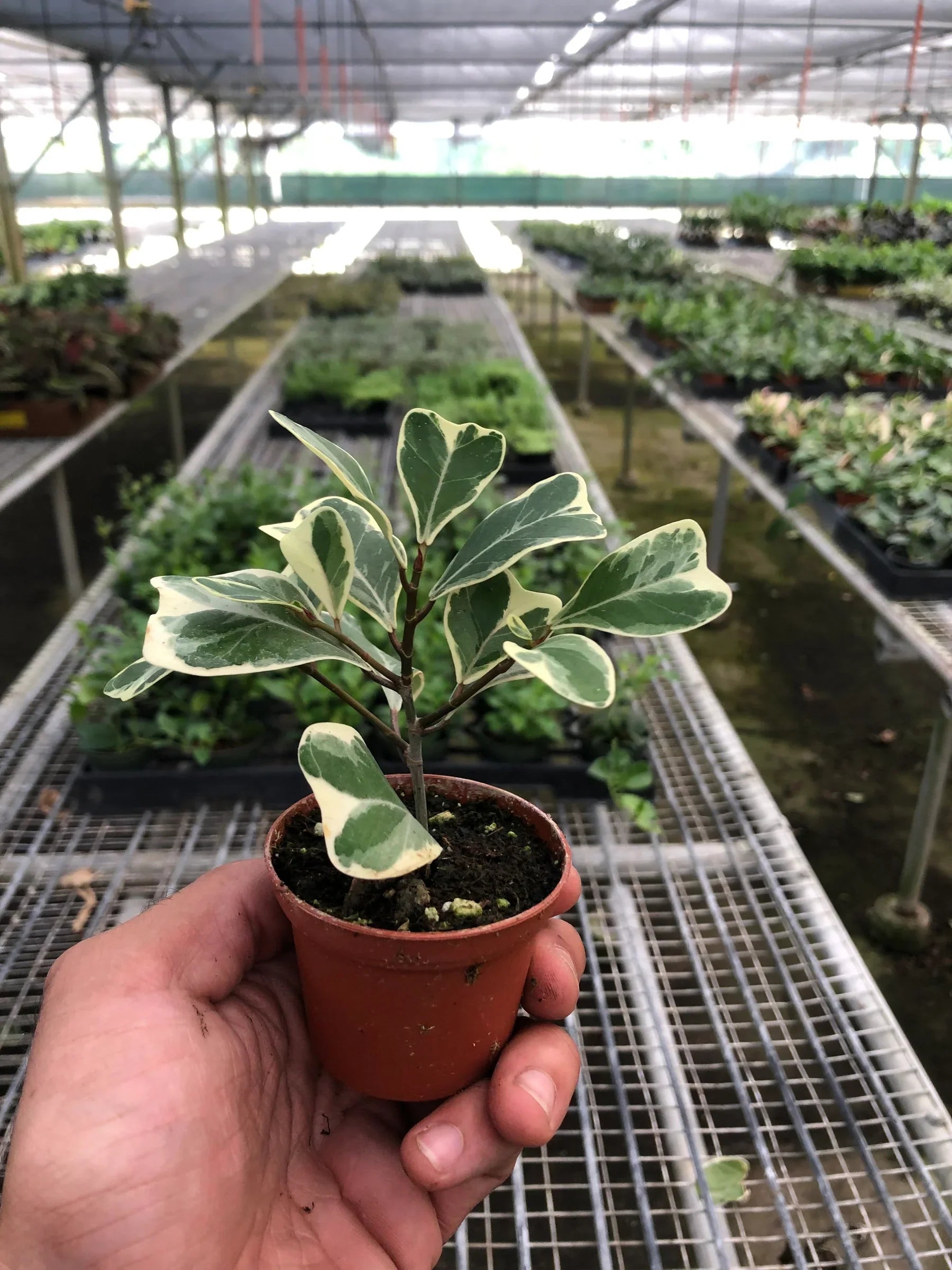 Ficus Elastica 'Triangularis' Variegated – view 6