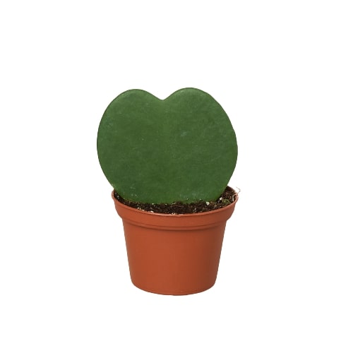 Hoya Sweetheart – view 6
