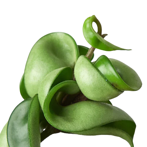 Hoya Rope Plant – view 9