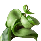 Hoya Rope Plant – view 9