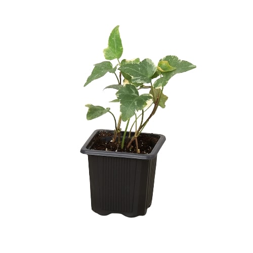 English Ivy 'Glacier' – view 2