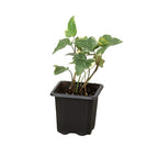 English Ivy 'Glacier' – view 2