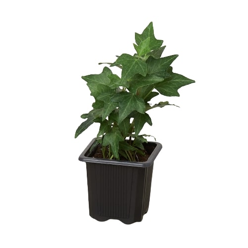 English Ivy Green California – view 4