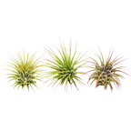 3 Ionantha Guatemala Air Plants