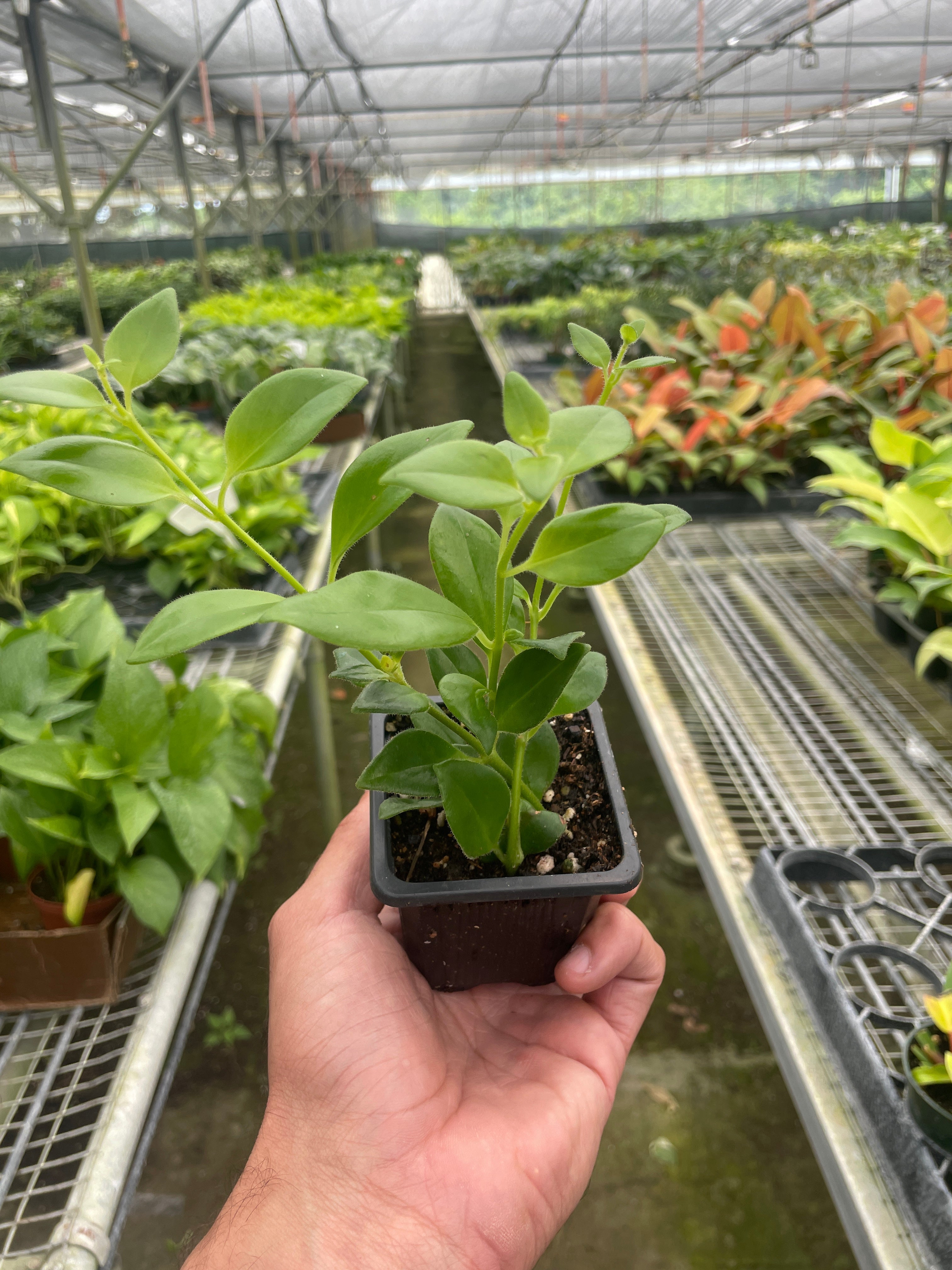 Lipstick Plant – view 6
