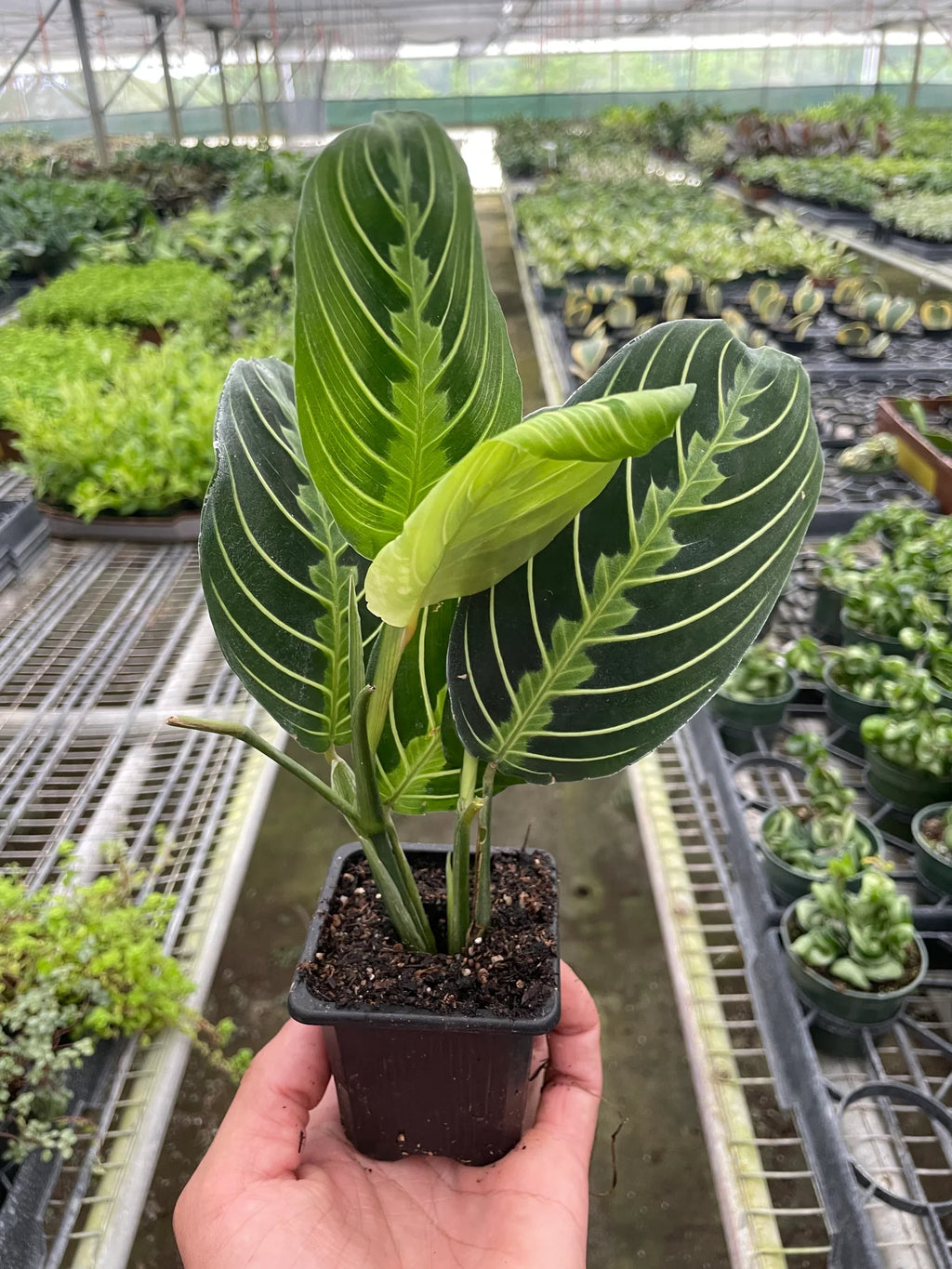 Maranta 'Lemon Lime' – view 4