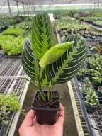 Maranta 'Lemon Lime' – view 4