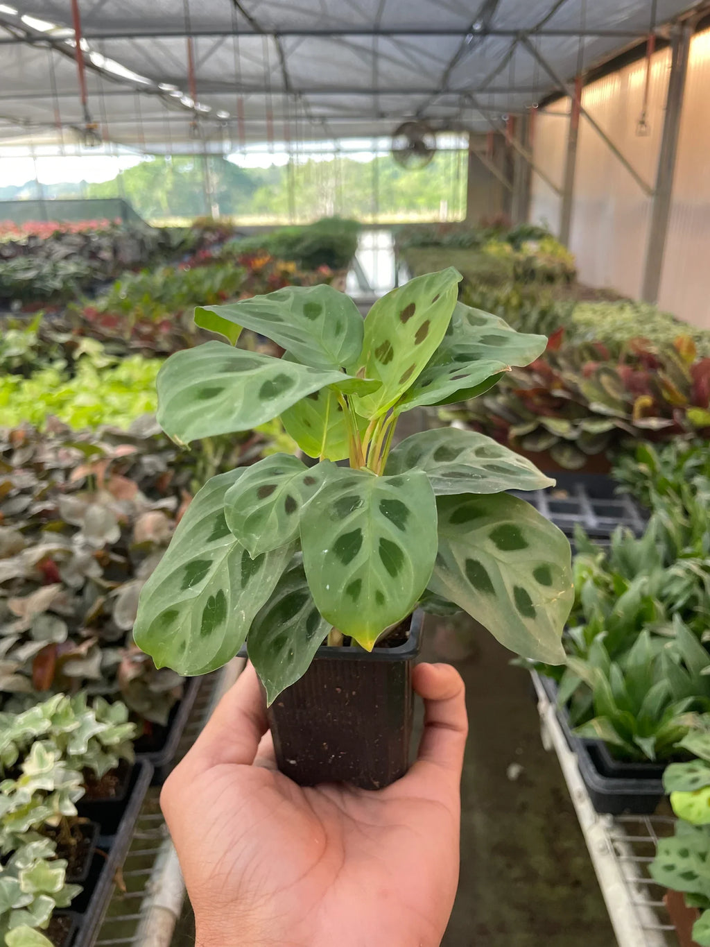 Maranta 'Leuconeura' – view 5