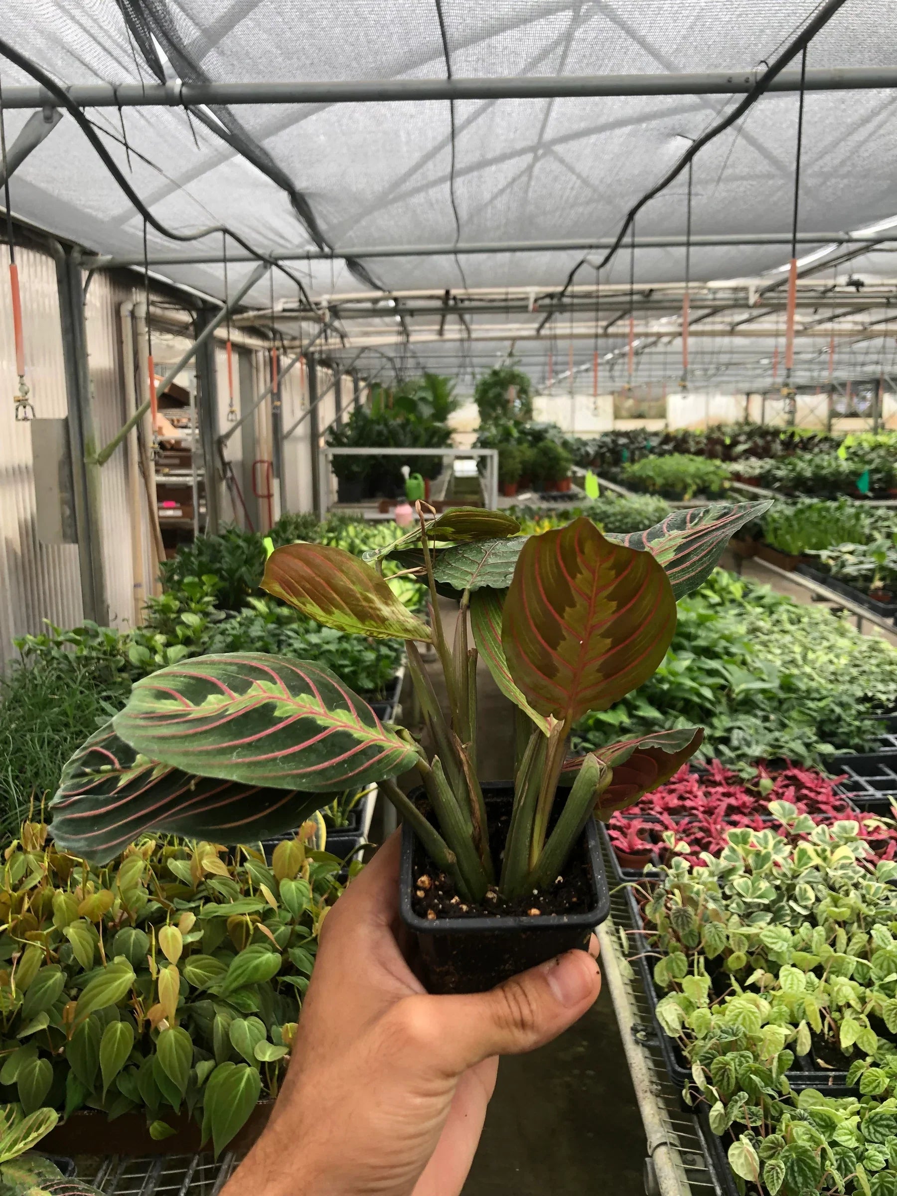 Maranta Red Prayer – view 6