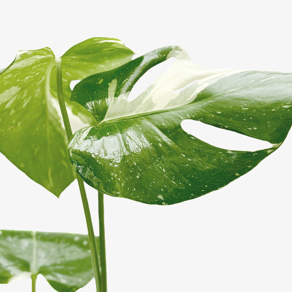 Monstera 'Thai Constellation' – view 2