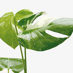 Monstera 'Thai Constellation' – view 2