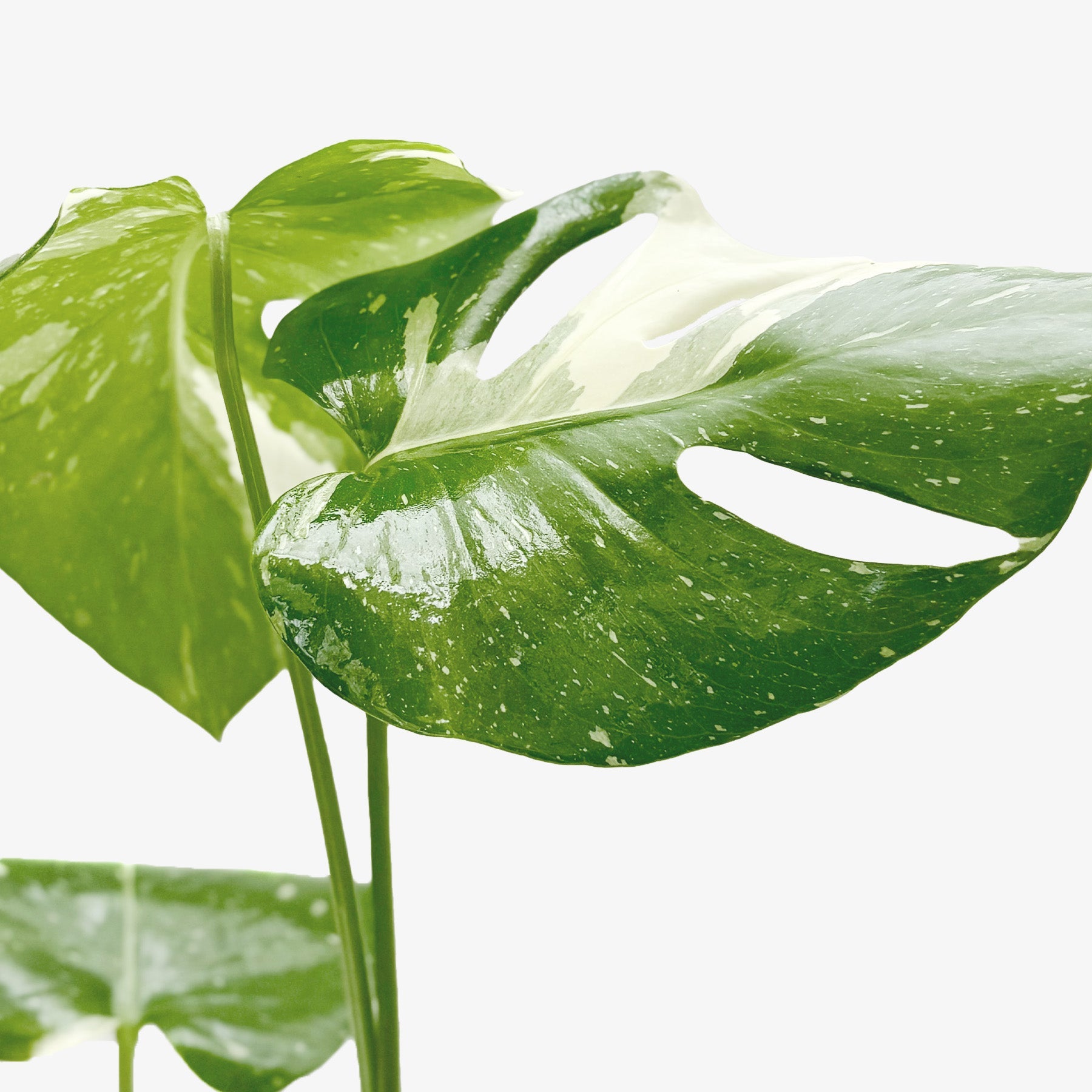 Monstera 'Thai Constellation' – view 2