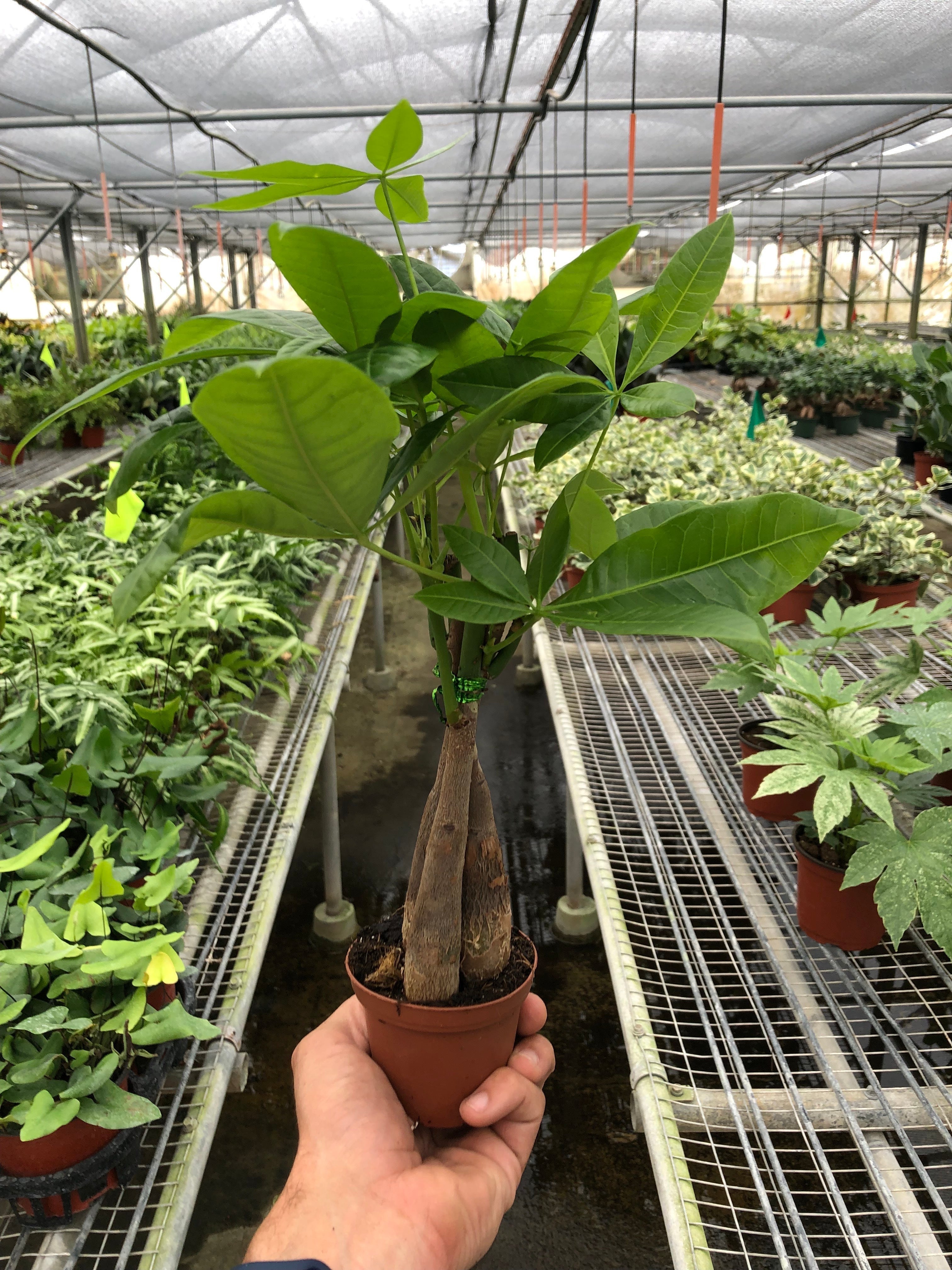 Money Tree 'Guiana Chestnut' Pachira Braid – view 8