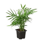 Parlor Palm – view 6