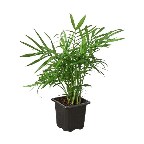 Parlor Palm – view 6