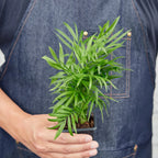 Parlor Palm – view 9