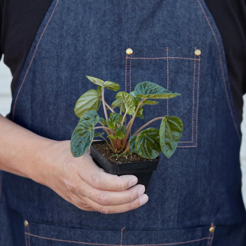 Peperomia 'Ripple' – view 7