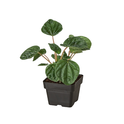 Peperomia 'Ripple' – view 6