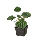 Peperomia 'Ripple' – view 6