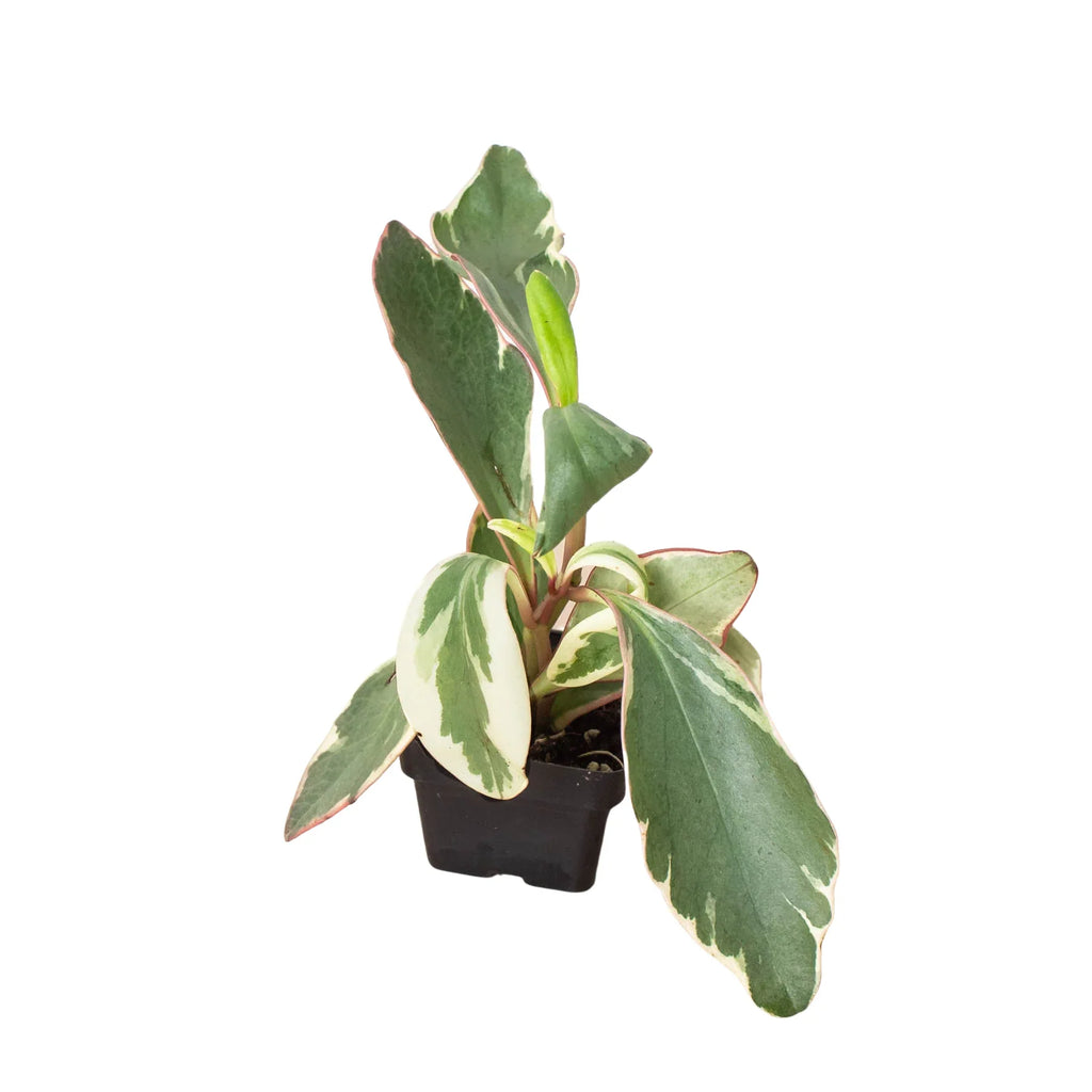 Peperomia 'Ginny' – view 4
