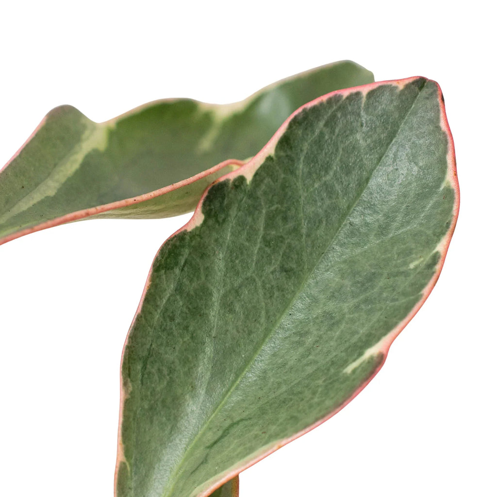 Peperomia 'Ginny' – view 5