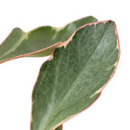 Peperomia 'Ginny' – view 5