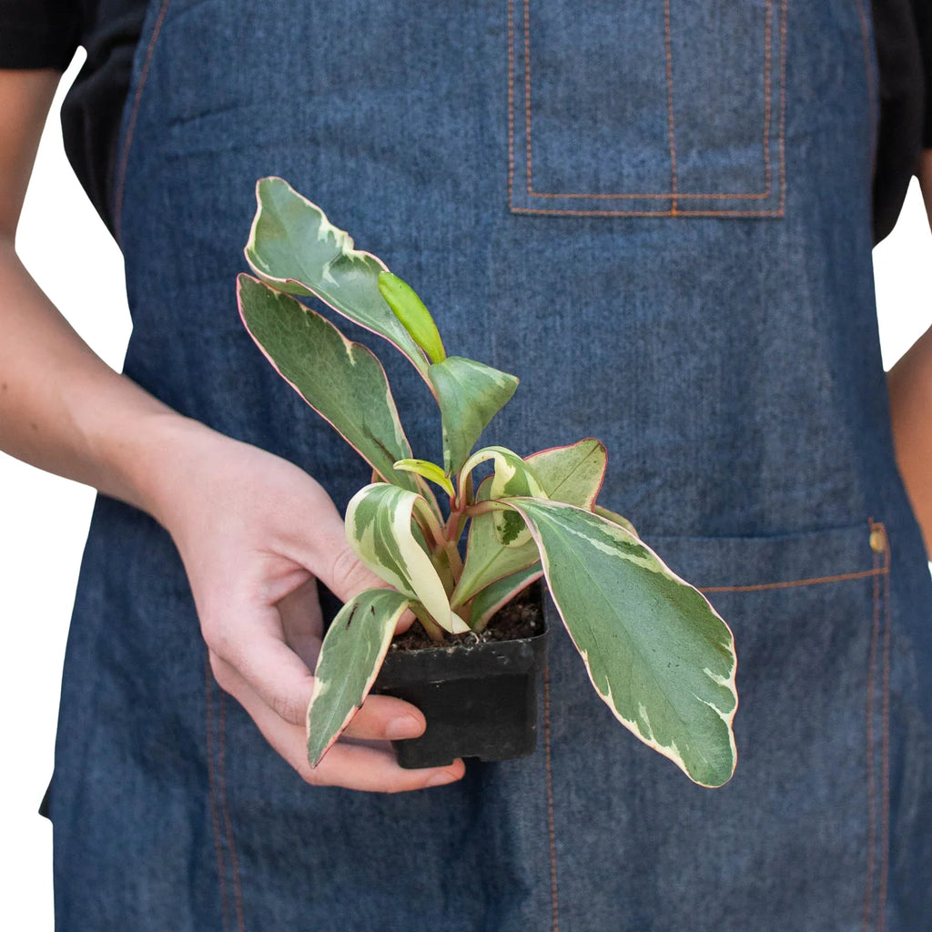 Peperomia 'Ginny' – view 6