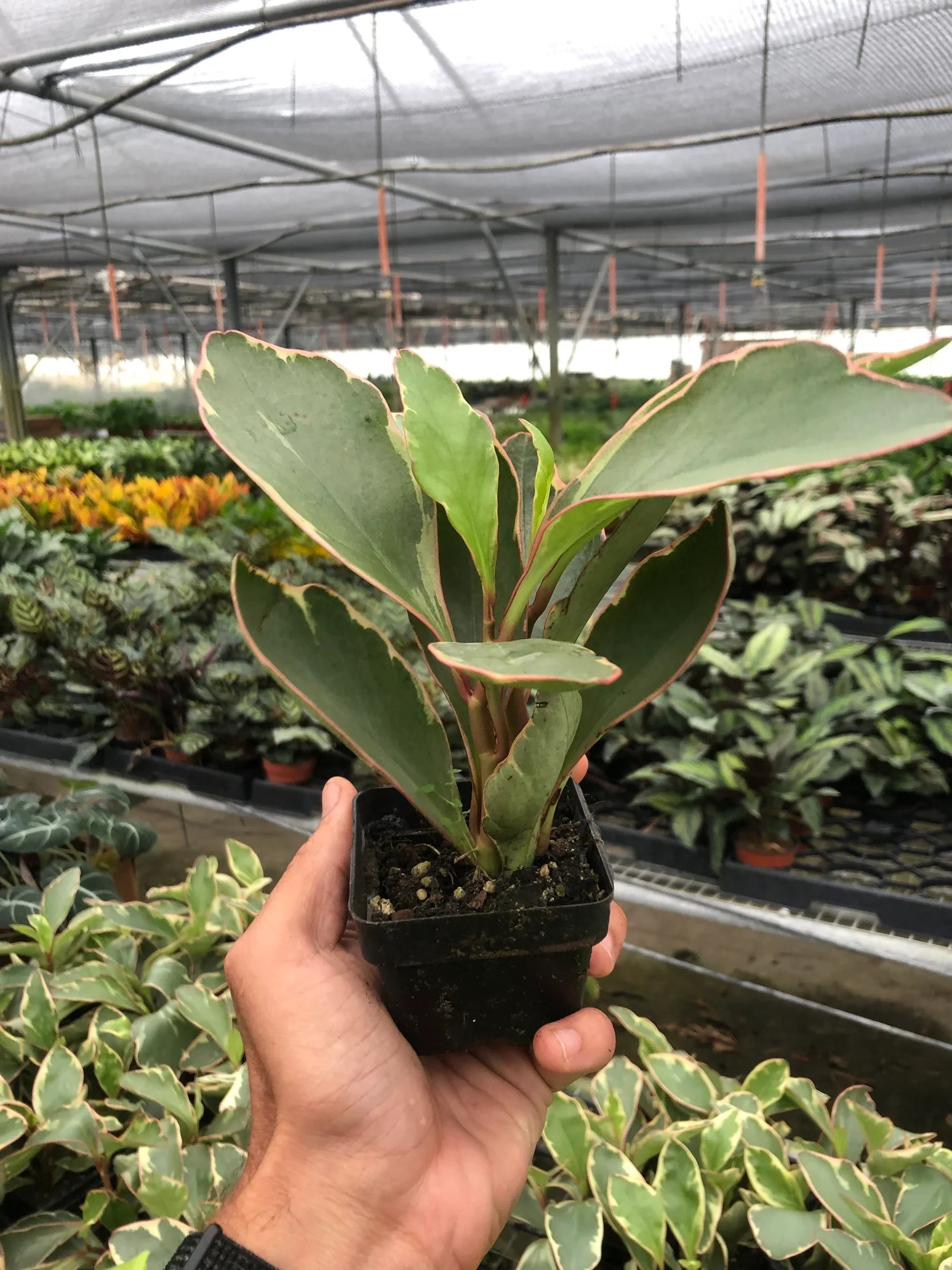 Peperomia 'Ginny' – view 7