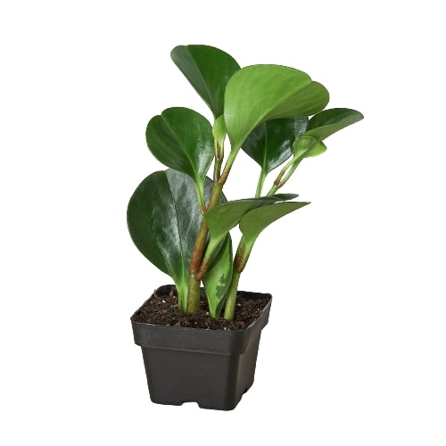Peperomia Thailand – view 5