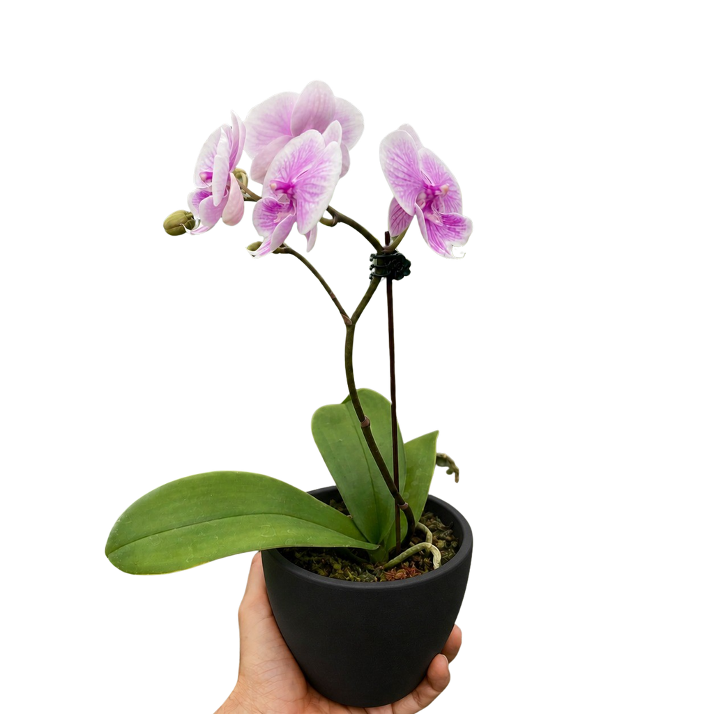 Orchid 'Light Pink Phalaenopsis' – view 4