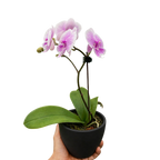 Orchid 'Light Pink Phalaenopsis' – view 4