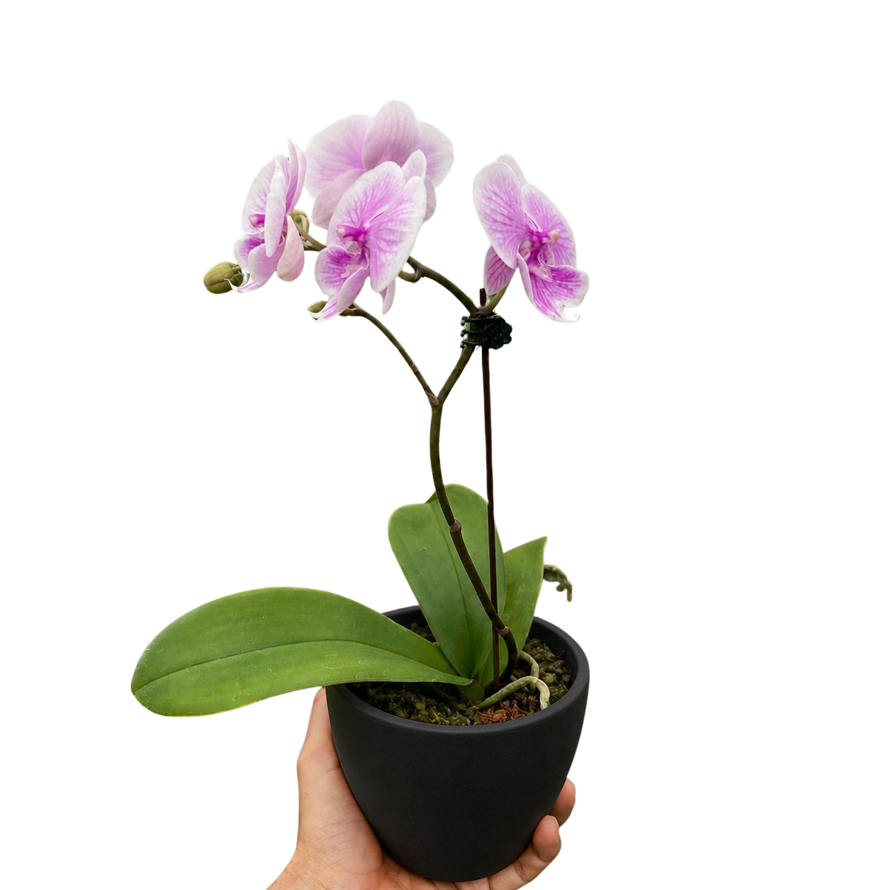 Orchid 'Light Pink Phalaenopsis' – view 4