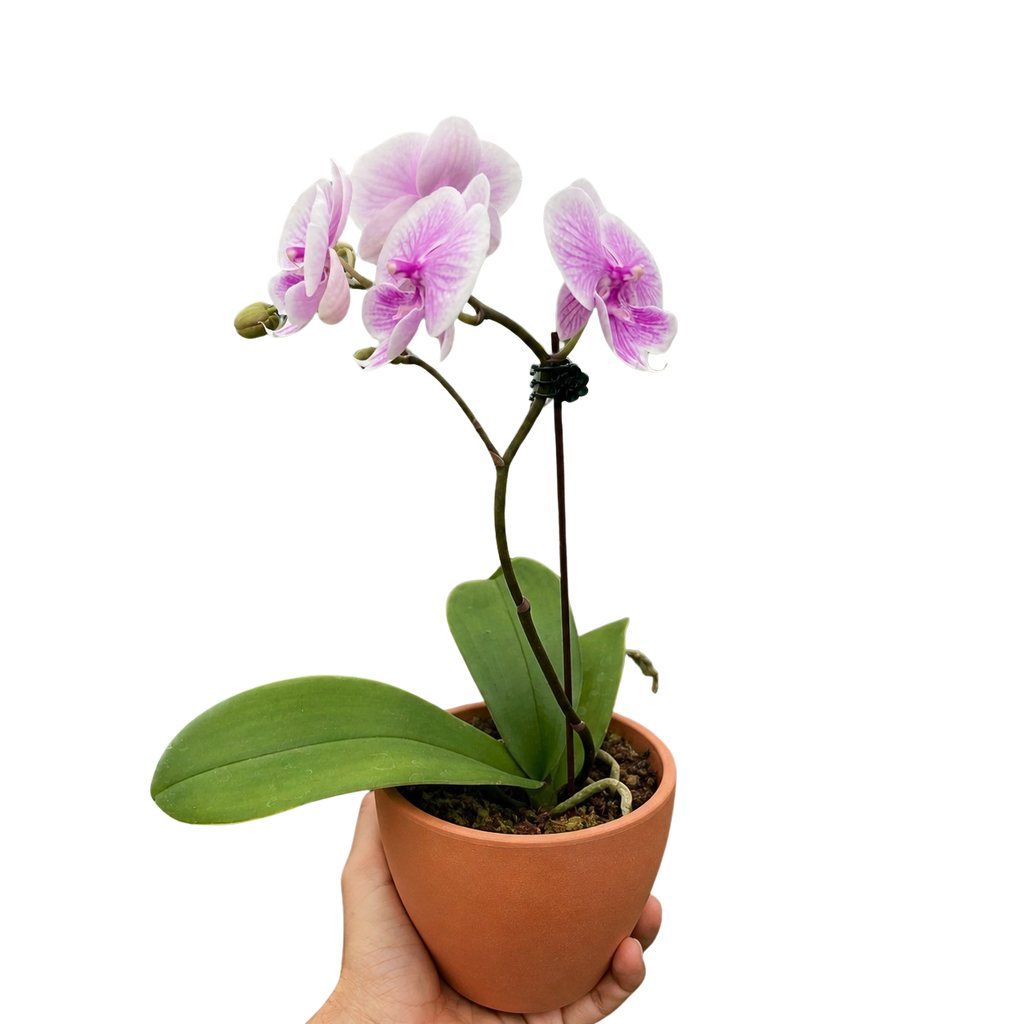 Orchid 'Light Pink Phalaenopsis' – view 3