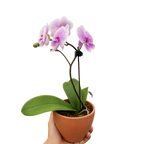 Orchid 'Light Pink Phalaenopsis' – view 3
