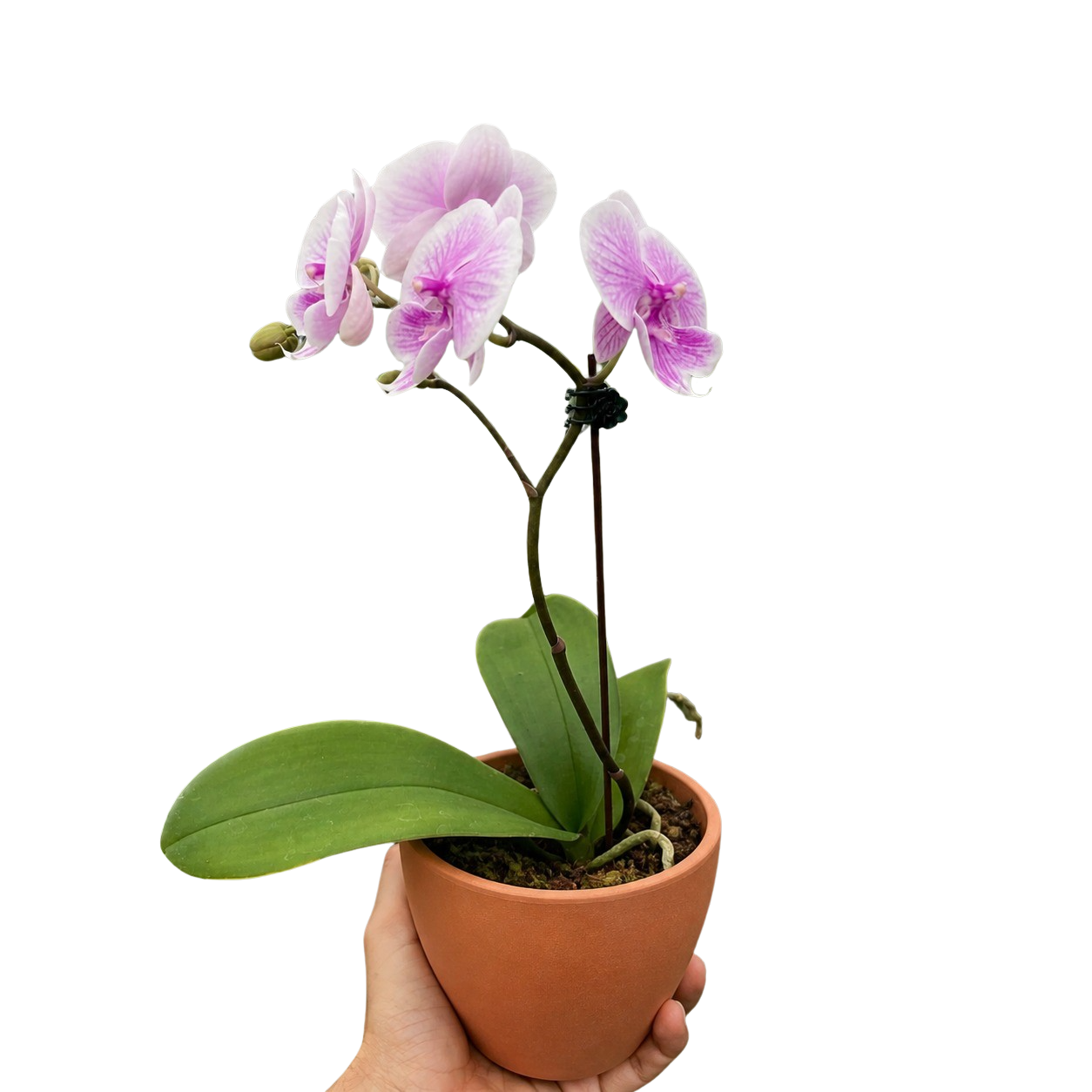 Orchid 'Light Pink Phalaenopsis' – view 3