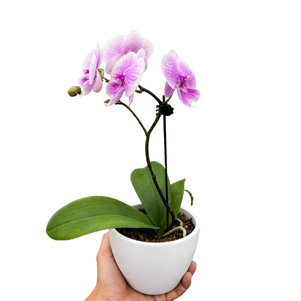 Orchid 'Light Pink Phalaenopsis' – view 2