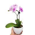 Orchid 'Light Pink Phalaenopsis'