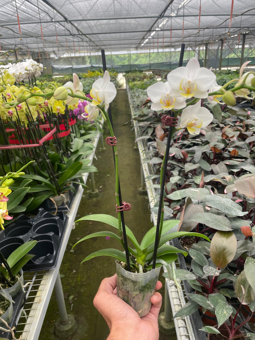 Orchid 'White Phalaenopsis' – view 6