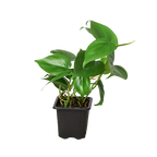 Philodendron Cordatum Heartleaf – view 6