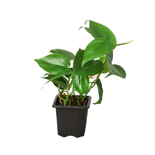 Philodendron Cordatum Heartleaf – view 6